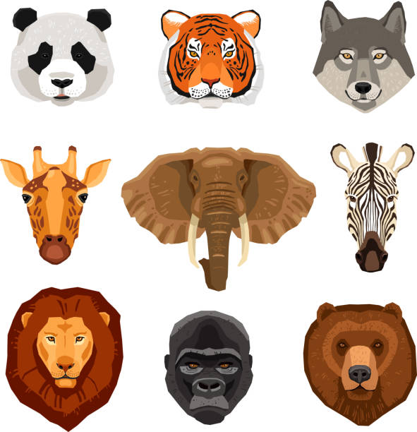 illustrazioni stock, clip art, cartoni animati e icone di tendenza di ritratto animali insieme - elephant head