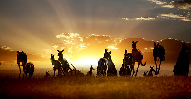 australisches outback känguru auf dem sunset series - kangaroo outback australia sunset stock-fotos und bilder