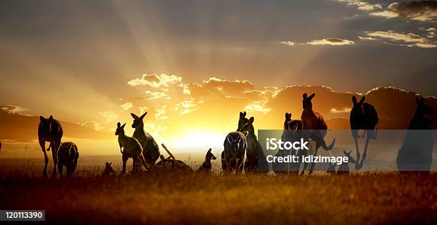 Australian Outback Kangaroo Na Zachód Słońca Serii - zdjęcia stockowe i więcej obrazów Australia - Australia, Kangur, Zwierzę