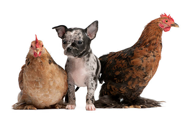 istock Chihuahua puppy interacting with a hens, white background. 120113490