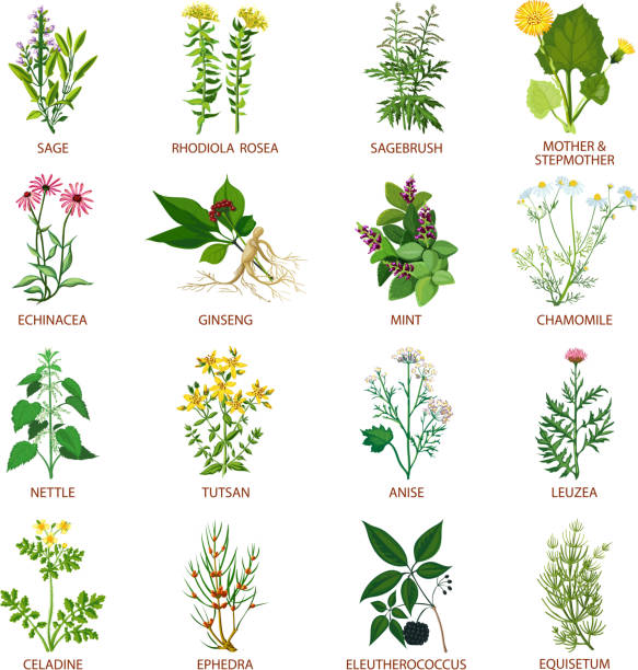 ilustraciones, imágenes clip art, dibujos animados e iconos de stock de conjunto de hierbas medicinales - carrizo pequeño