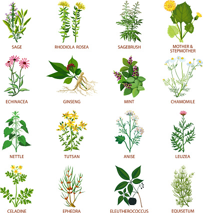 Set of color flat icons healing herbs with name using in medicinal practice and phytotherapy vector illustration