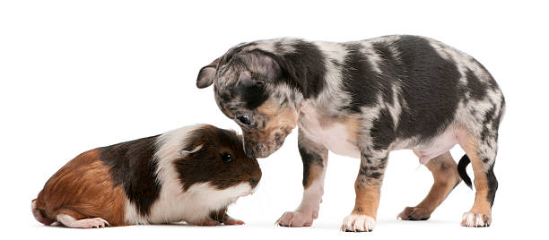 istock Chihuahua puppy interacting with a guinea pig, white background. 120113513