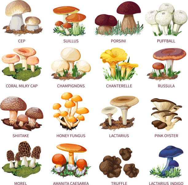 illustrazioni stock, clip art, cartoni animati e icone di tendenza di set di funghi - honey agaric