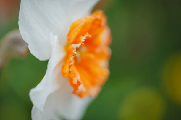 beautiful wallpaper with white daffodil, blurred background, shallow depth of field