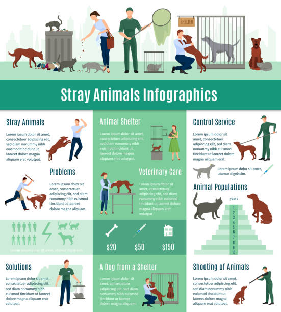 stray animals infografiken - hund grafiken stock-grafiken, -clipart, -cartoons und -symbole