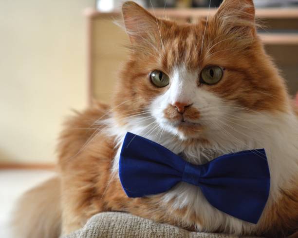 istock Red cat pet in blue bow tie indoor background 1201136377