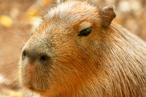 istock Closeup of a Capybara 1201137289