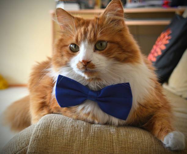 istock Red cat in blue bow tie portrait indoor background 1201137491