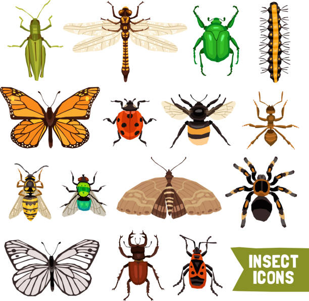 곤충 세트 - ant worm vector animal themes stock illustrations