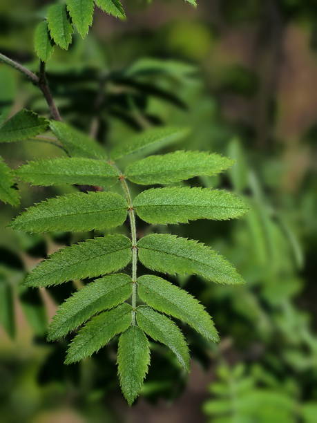 istock Fresh green leaves naturally symmetric on the branch 1201137763
