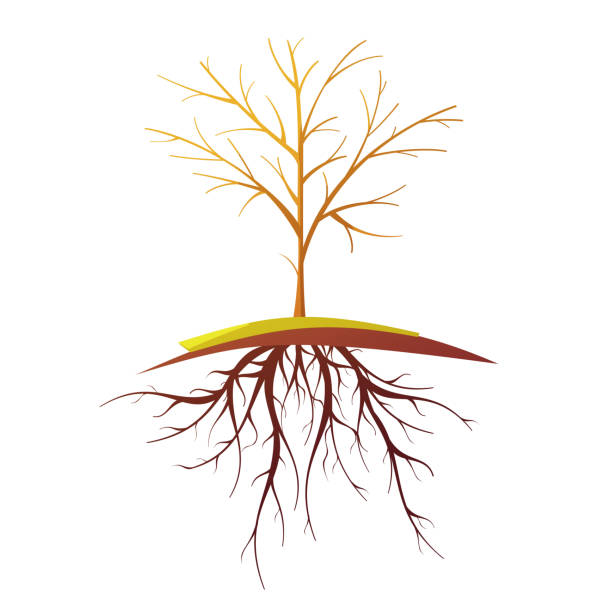 Tree Roots Cartoon Simple Simple Tree With Roots Illustrations, Royalty-Free Vector Graphics ...