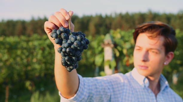 istock Man testing ripening of grapes 1201139496
