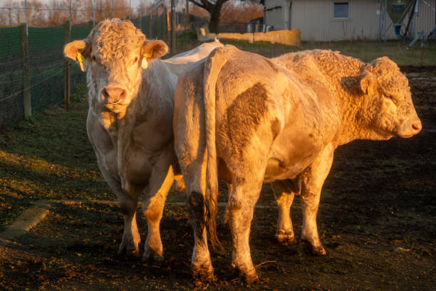 istock Breeding bulls Charolais Meat 1201139867