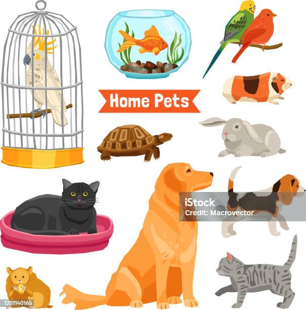 Home Pets Set Stock Illustration - Download Image Now - Pets, Rabbit -  Animal, House - iStock
