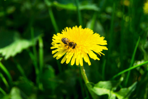 istock The bee collects pollen on a yellow dandelion 1201141004