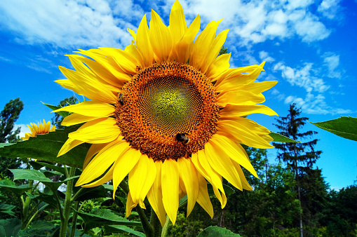 Bumblebee and a bee collecting pollen on a large sunflower