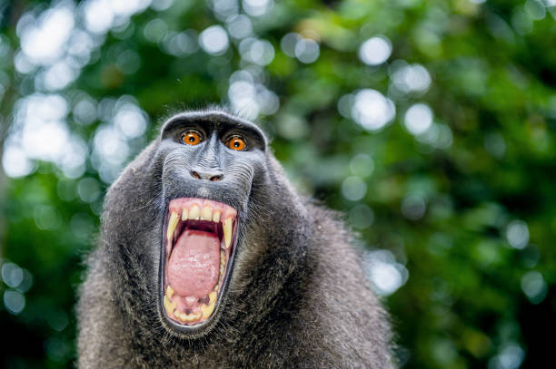 istock Celebes crested macaque with open mouth. Close up portrait 1201142133