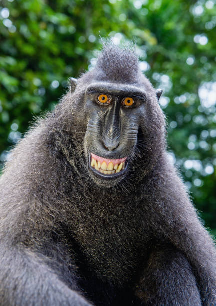 istock Celebes crested macaque with open mouth. Close up portrait 1201142345