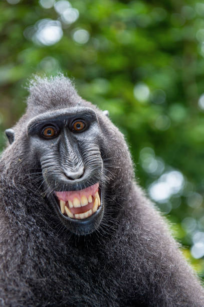 istock Celebes crested macaque with open mouth. Close up portrait 1201142408