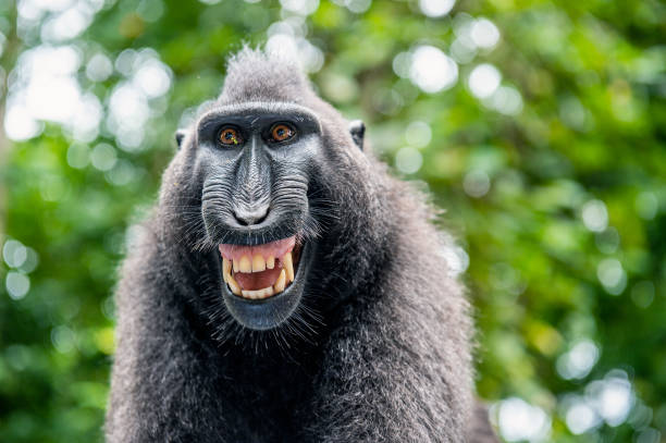 istock Celebes crested macaque with open mouth. Close up portrait 1201142477