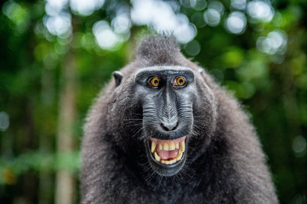 istock Celebes crested macaque with open mouth. Close up portrait 1201143098