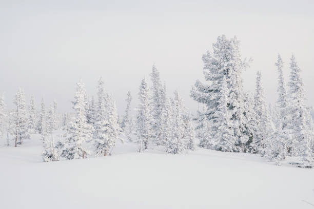 istock Beautiful winter landscape with snow-covered trees 1201143139
