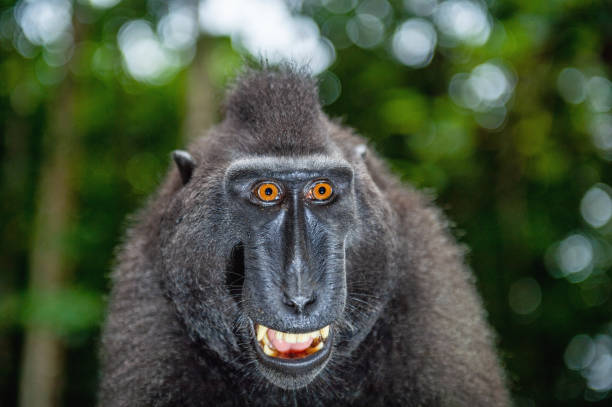 istock Celebes crested macaque with open mouth. Close up portrait 1201143176