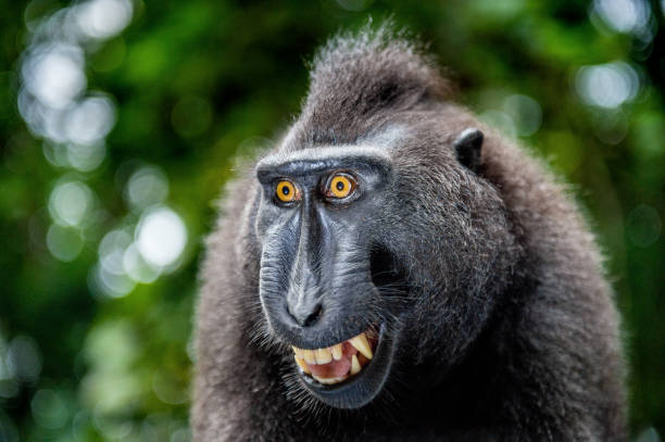 istock Celebes crested macaque with open mouth. Close up portrait 1201143310