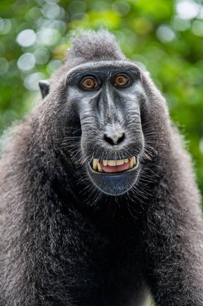 istock Celebes crested macaque with open mouth. Close up portrait 1201143316