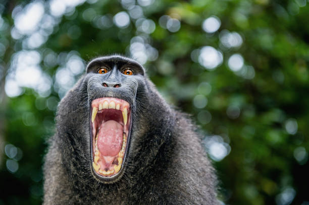istock Celebes crested macaque with open mouth. Close up portrait 1201143395