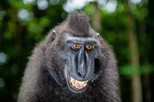 istock Celebes crested macaque with open mouth. Close up portrait 1201143396
