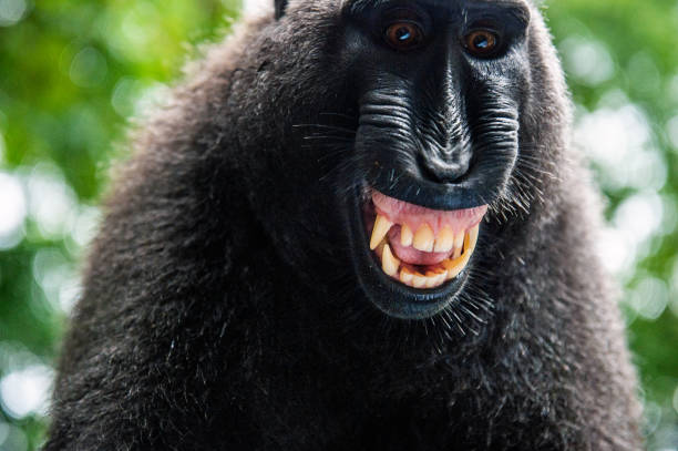 istock Celebes crested macaque with open mouth. Close up portrait 1201143477