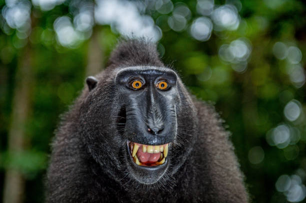 istock Celebes crested macaque with open mouth. Close up portrait 1201143489