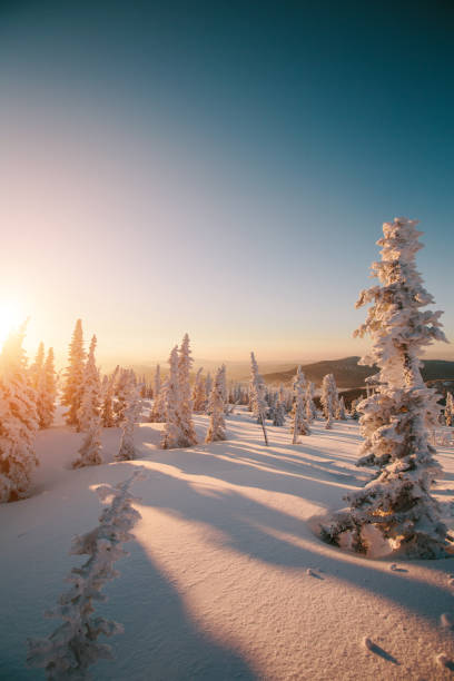istock Frozen spruce forest.  Christmas trees on sunset in sunny winter 1201143547