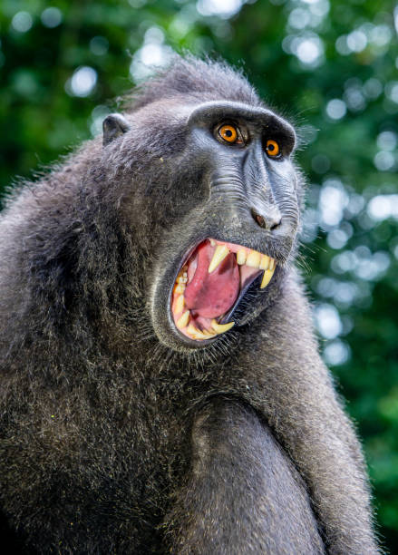 istock Celebes crested macaque with open mouth. Close up portrait 1201143595