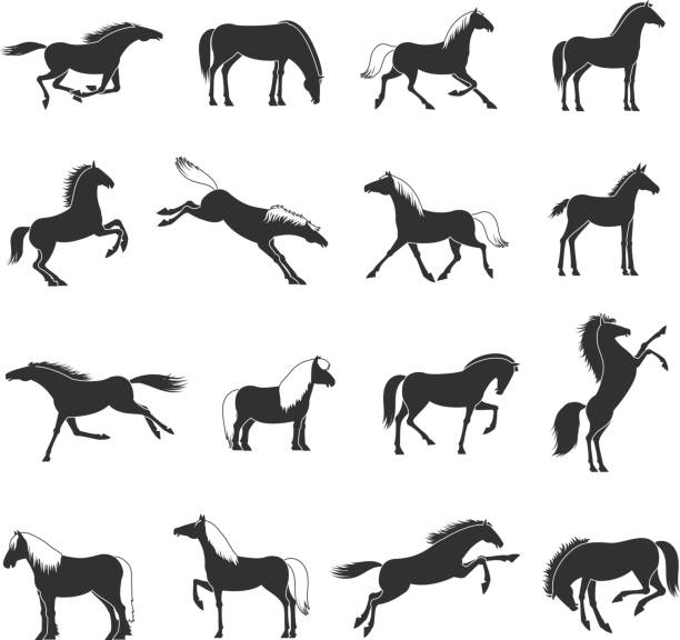 illustrations, cliparts, dessins animés et icônes de race cheval noir blanc ensemble - horse black stallion friesian horse