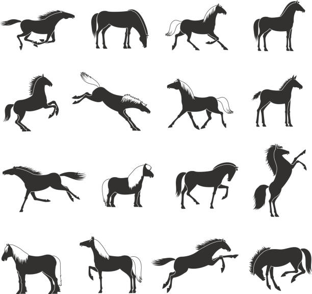 порода лошадь черный белый набор - horse black stallion friesian horse stock illustrations