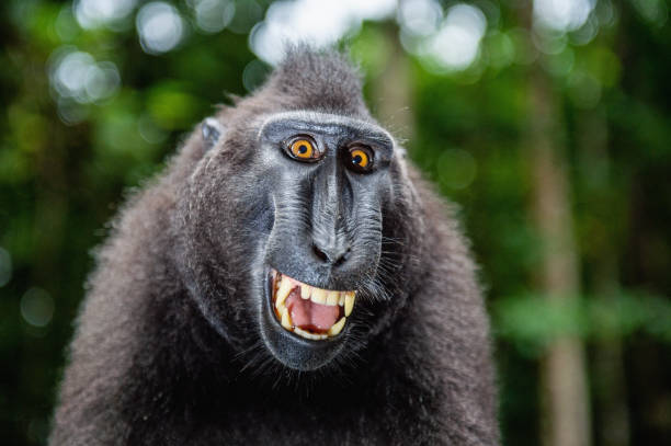istock Celebes crested macaque with open mouth. Close up portrait 1201143682