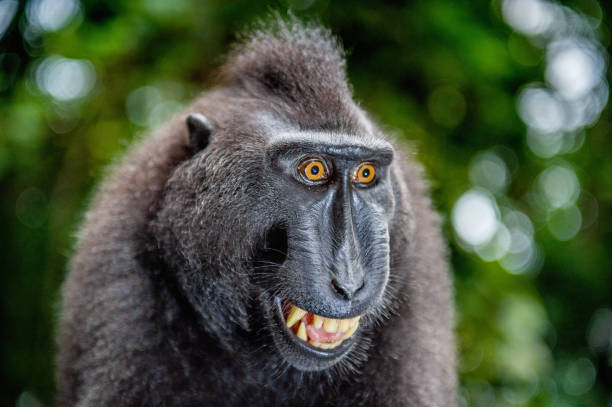 istock Celebes crested macaque with open mouth. Close up portrait 1201143737