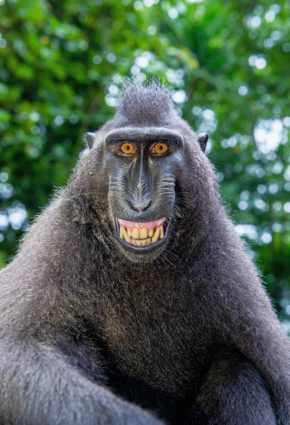 istock Celebes crested macaque with open mouth. Close up portrait 1201143848