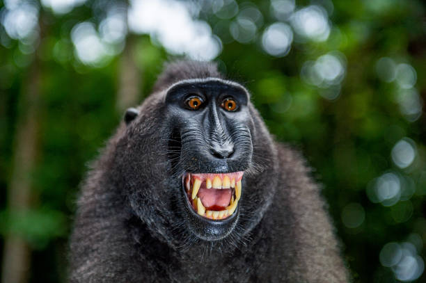istock Celebes crested macaque with open mouth. Close up portrait 1201143850