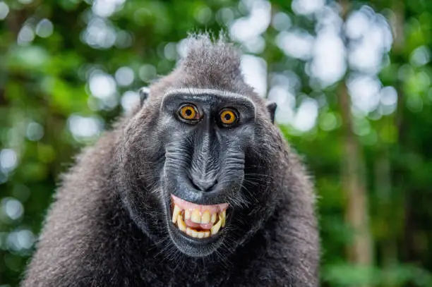 Photo of Celebes crested macaque with open mouth. Close up portrait