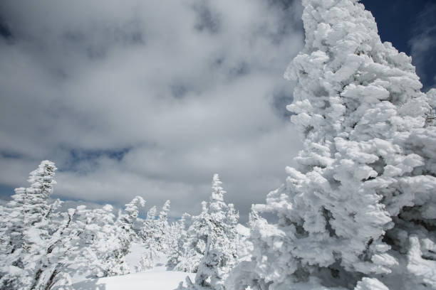 istock Frozen spruce forest.  Christmas trees in winter day 1201143943