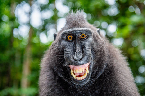 istock Celebes crested macaque with open mouth. Close up portrait 1201143994