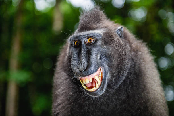 istock Celebes crested macaque with open mouth. Close up portrait 1201143997