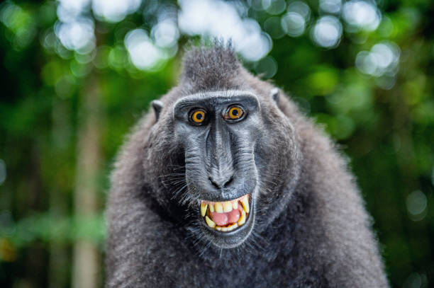 istock Celebes crested macaque with open mouth. Close up portrait 1201143999