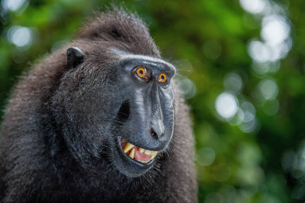 istock Celebes crested macaque with open mouth. Close up portrait 1201144177