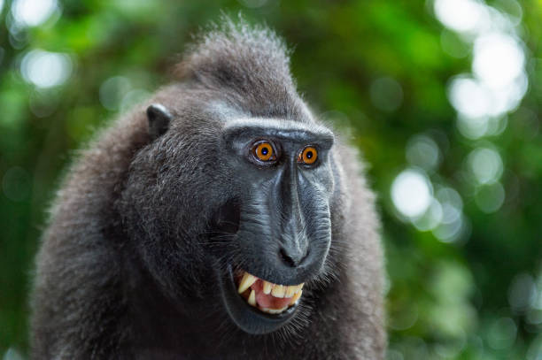 istock Celebes crested macaque with open mouth. Close up portrait 1201144284