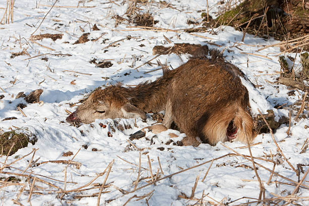 Corpse of a female deer (Oostvaardersplassen, the Netherlands)